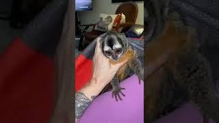 Who remembers this iconic video? #kinkatopia #genet #animalsanctuarylife #animals #monkey #owlmonkey