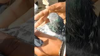 Kabootar Market || High Flying Pigeons Market || #shorts #kabootar #pigeon