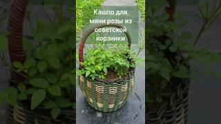 Кашпо для мини розы из советской корзинки #сад #дача #огород