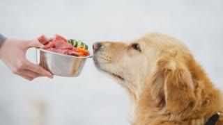 15 Human Foods That Are Good For Dogs/Dogs Food At Home