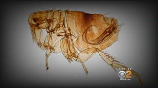 Flea-Borne Typhus Epidemic Hits Pasadena