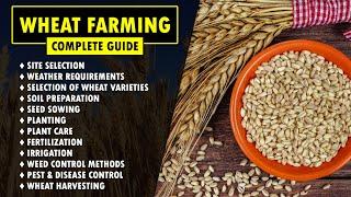 Wheat Farming / Wheat Cultivation Guide | How to grow Wheat