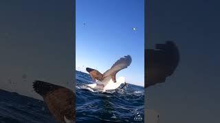 Albatros Hunting Sardines, Sardine Run
