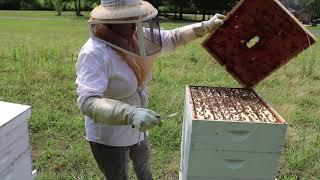 Third Generation Woman Beekeeper Works Bees IN SANDALS!!