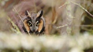 Long Eared Owl