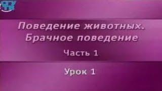 Брачное поведение животных. Урок 1.1. Размножение - базовый принцип продолжения жизни на планете