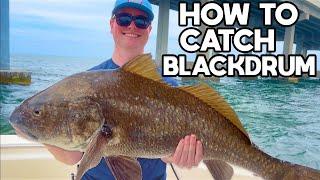 How To Catch Black Drum In Florida: Tackle And Fishing Finder Breakdown!