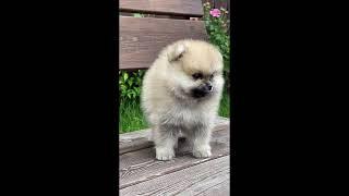 Sweet Pets:-playing with pets at home dog cafe //Funny Dog Videos 2021 ///