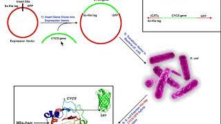 Biotechniques | Basics of Making His-Tags & Nickel Affinity Chromatography