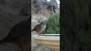 California ThrasherMorning Sip #californiathrasher