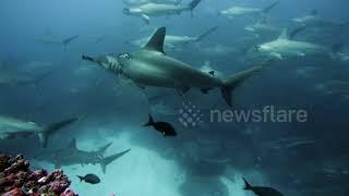 Diver Swims With Giant School of Hammerhead Sharks