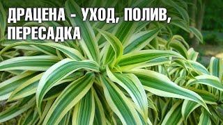 Драцена - уход в домашних условиях