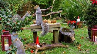 Festive Cat TV 24/7  Birds, Squirrels & Elves in the Garden ️ Holidays Bird Videos for Cats 4K HDR