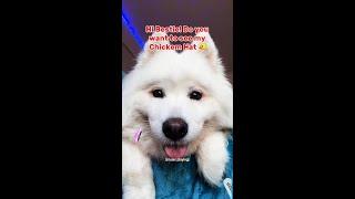 love your hat so much @ShiroTheBuddy #samoyed #dog #dogsinhats