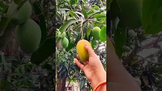 #shorts fresh ripe mango️how to cut fresh mango #mango#ripe#fresh#fruits#viral#shortvideo#short