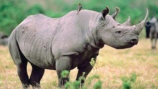 Nature documentary ► The Rhino War - National Geographic- Nature documentary (tv genre)