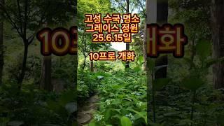 고성 수국 명소 그레이스 정원6/15일 #그레이스정원 #고성그레이스정원 #고성수국