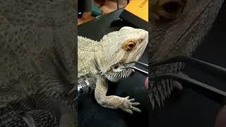 Stayin' Rad Shed Compilation Vol-2 | Nose•Eye•Ear•Face Edition  @ChuckNorrizBeardedDragons#stayrad