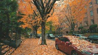 Portland Rain Walk, Peak Autumn Northwest District Binaural Audio 4k