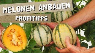 Melonen anbauen - Honigmelonen - Profitipps