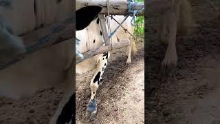 Chaff cutting process on with oxygen #shortvideo #shortsviral #reels