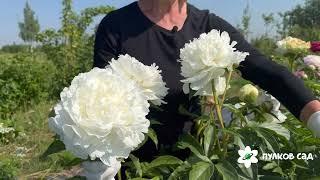 Ann Cousins peony. Анн Кусинс пион. Пулков сад