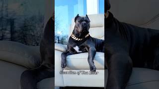 CaneCorso puppy  CaneCorso Dog Dangerous dog  #trending #canecorso #dogbreed #viral