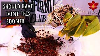 Repotting big white Phalaenopsis Orchid in big white self watering pot   Story Time - Repot & Chill