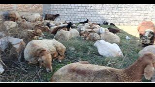 Sheeps are Resting | Adeel Ahmed