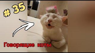 Говорящие коты! Лучшая подборка #35