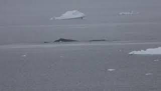 Watch amazing 5 Humpback whales yesterday feed krill at Antartica. They breach, tail up, dive, blow