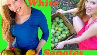 What's a White Sapote?