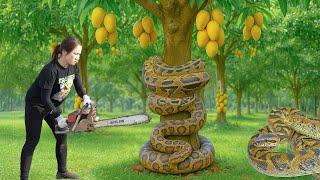 Harvesting Royal Mangoes to sell, Brave female hunter discovers giant python parasitizing on tree