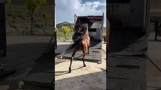 Wow Best wild horses Mare revolutionizing young foals future stallions Horses #10