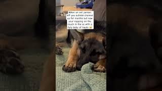 German shepherd RESCUED!! #germanshepherd #germanshepherdpuppy #gsd #reels #reelsinstagram