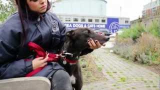 Battersea Dogs & Cats Home - our canine stars