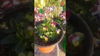 Viola flower #explore #gardening #shorts