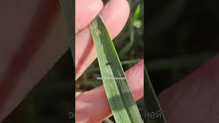 Пьявица красногрудая на зерновых #вредитель #инсектициды