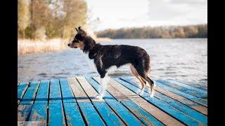 Tweet- Border collie- 1 year