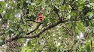 Northern Cardinal Sings on Cross Seminole Trail with Trees & Plants! Oviedo, Florida