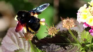 Violet Carpenter Bee