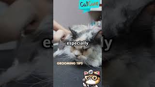 Cat Care Tips #4 Cat Grooming Tips