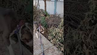 American bully vlog india ️ #americanpittbull #shorts #youtubeshorts #trending #dogshorts #pitbull