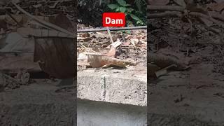 Dam #Rehan Sheikh vlogs #shorts