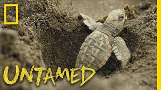 Surviving Sea Turtles | Untamed