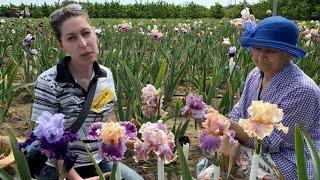 Ирисы в сиреневых тонах / Сад Ворошиловой