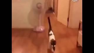 Gato tryhard-meme