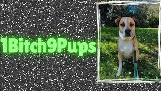 1Bitch9Pups- The Worst Zoosadism Case I've Ever Heard