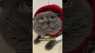 These Cats Witnessed an Unimaginable Horror - Chapter 58 #cat #creepy #creepypasta #creepystories