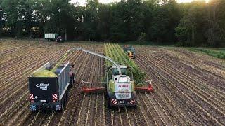 Maishäcksel Jagd auf Sauen Ernte | Lange Stunden - Jagdkrone